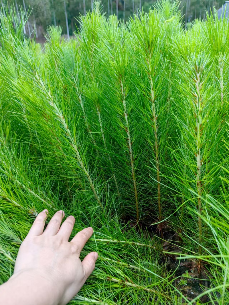 【湿地松】贵州湿地松苗价格优惠规格齐全基地直发可实地考察