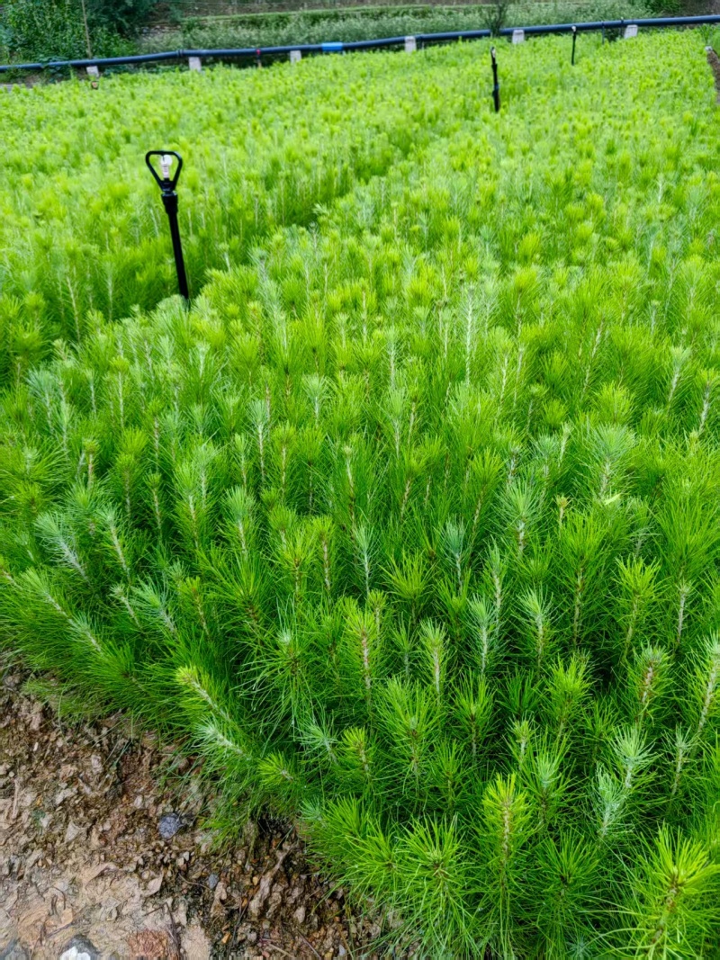 【湿地松】贵州湿地松苗价格优惠规格齐全基地直发可实地考察