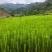 【湿地松】贵州湿地松苗价格优惠规格齐全基地直发可实地考察