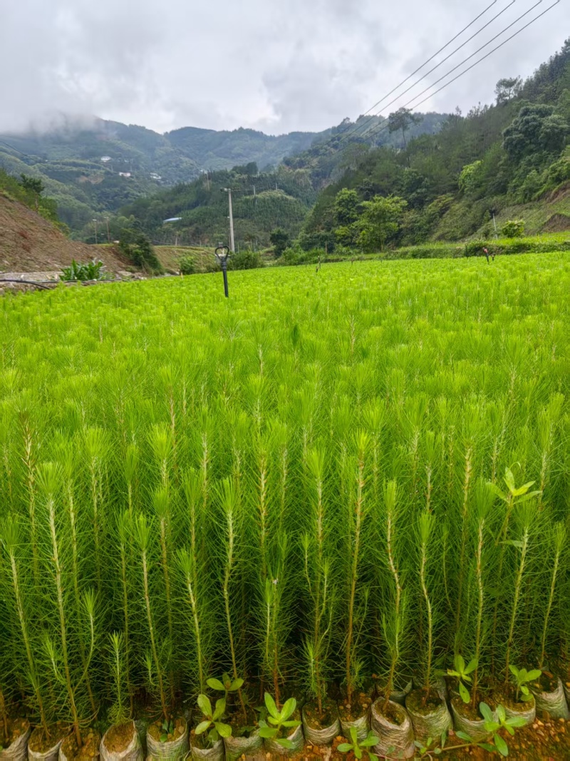 【湿地松】贵州湿地松苗价格优惠规格齐全基地直发可实地考察