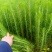 【湿地松】贵州湿地松苗价格优惠规格齐全基地直发可实地考察