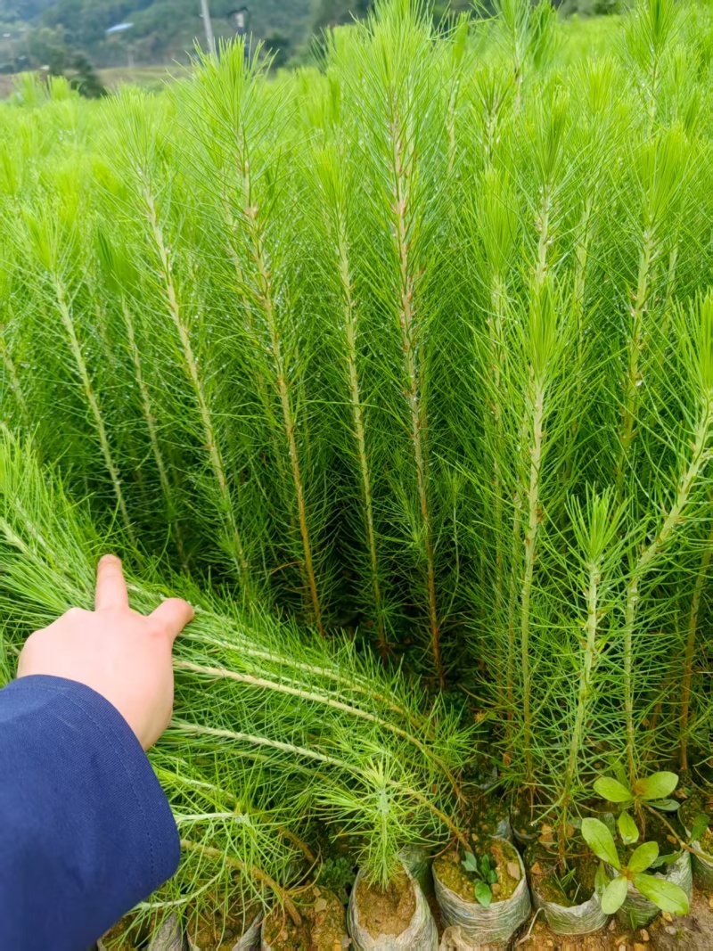 【湿地松】贵州湿地松苗价格优惠规格齐全基地直发可实地考察