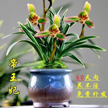 金边矮种建兰.兰花四季浓香型盆栽花叶正宗室内浓香