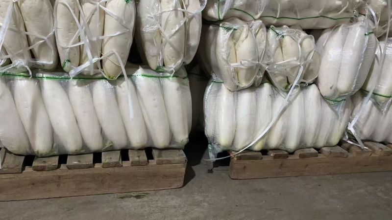 [热卖]湖北萝卜精品白萝卜货源充足全国发货