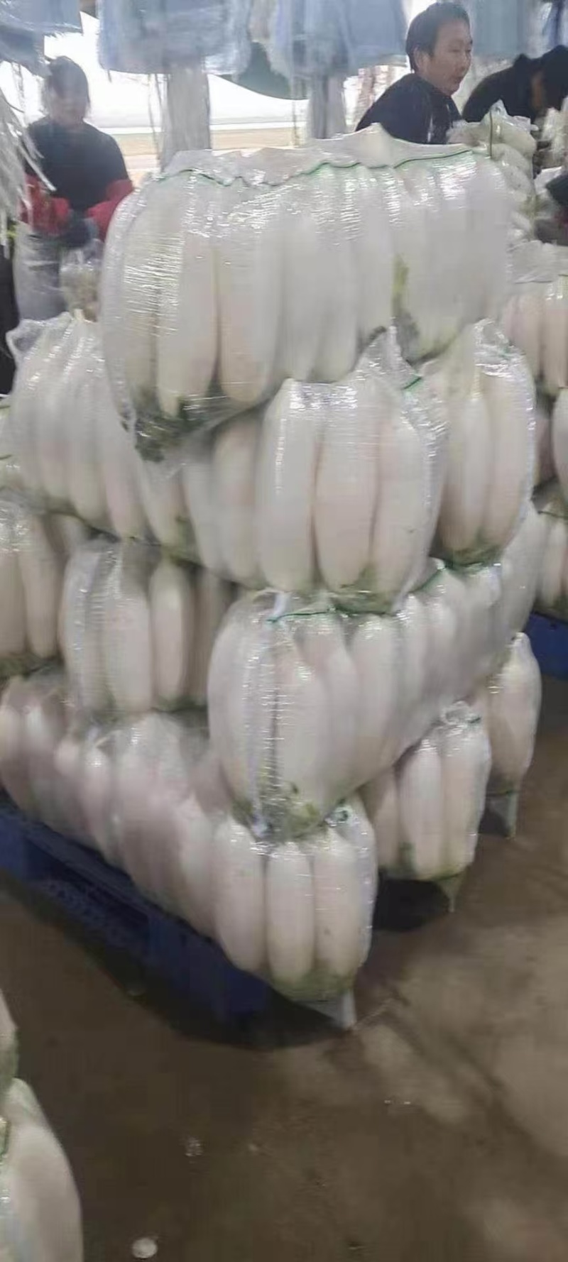 [热卖]湖北萝卜精品白萝卜货源充足全国发货