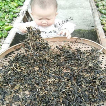 野生苦菜干新鲜苦斋婆农家自晒野菜干煲汤菜干