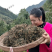 野生苦菜干新鲜苦斋婆农家自晒野菜干煲汤菜干