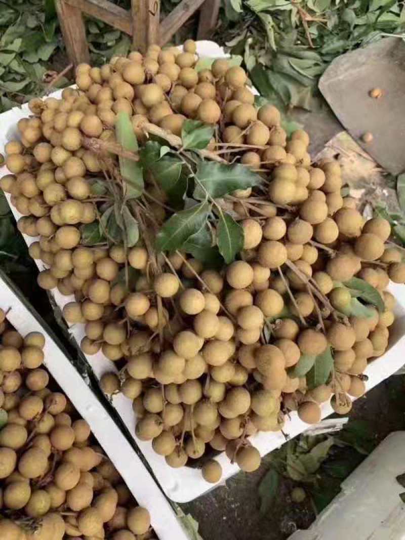 广西石硖龙眼储良龙眼