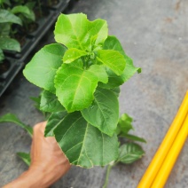 黄金百香果侧牙嫁接苗现货38万欢迎订购