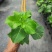 黄金百香果侧牙嫁接苗现货38万欢迎订购