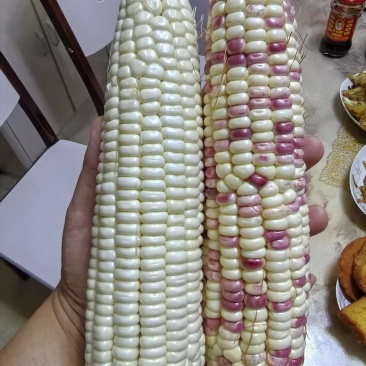 鲜食玉米，糯玉米