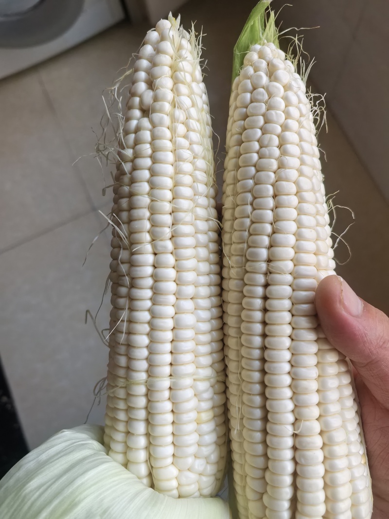鲜食玉米，糯玉米