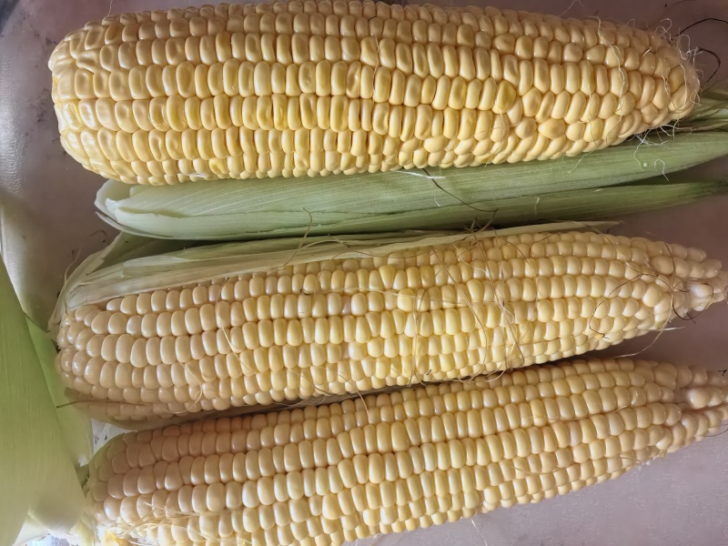 鲜食玉米，糯玉米