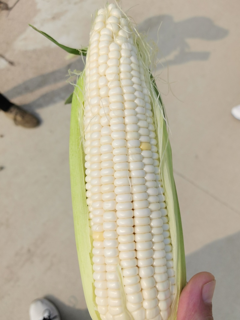 鲜食玉米，糯玉米