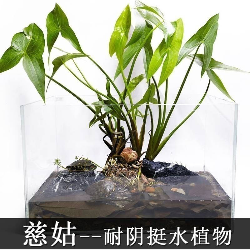 茨菇种根水培阳台户外茨菇种苗水族水草装饰花卉净化鱼缸净化空气
