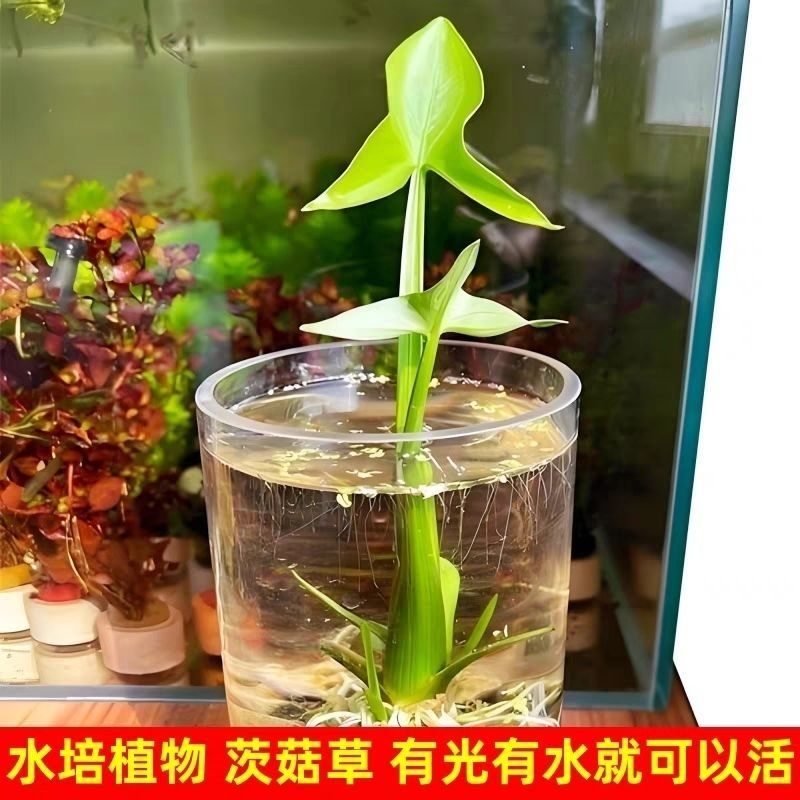 茨菇种根水培阳台户外茨菇种苗水族水草装饰花卉净化鱼缸净化空气
