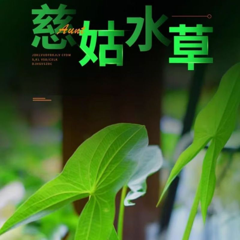 茨菇种根水培阳台户外茨菇种苗水族水草装饰花卉净化鱼缸净化空气