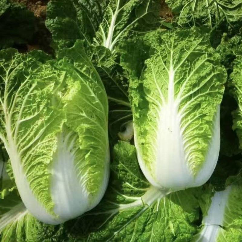 黄心白菜湖北高山白菜大量上市产地直发量大从优