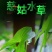 茨菇种根水培阳台户外茨菇种苗水族水草装饰花卉净化鱼缸净化空气
