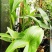 茨菇种根水培阳台户外茨菇种苗水族水草装饰花卉净化鱼缸净化空气