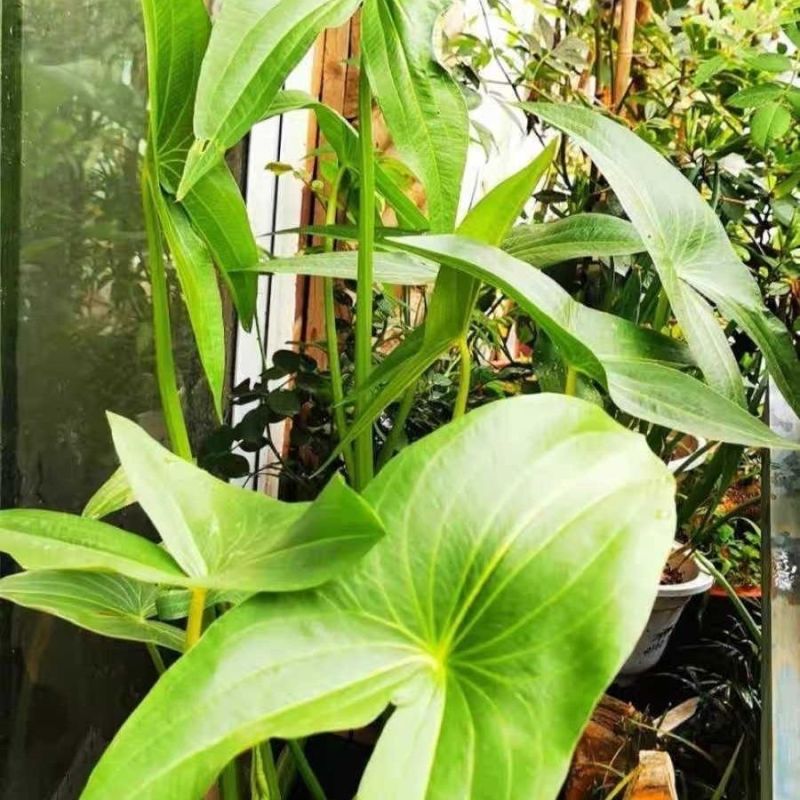 茨菇种根水培阳台户外茨菇种苗水族水草装饰花卉净化鱼缸净化空气