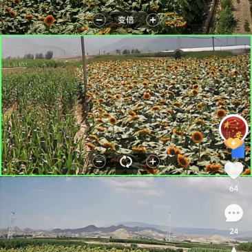 百亩葵花籽种植基地
