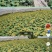 百亩葵花籽种植基地