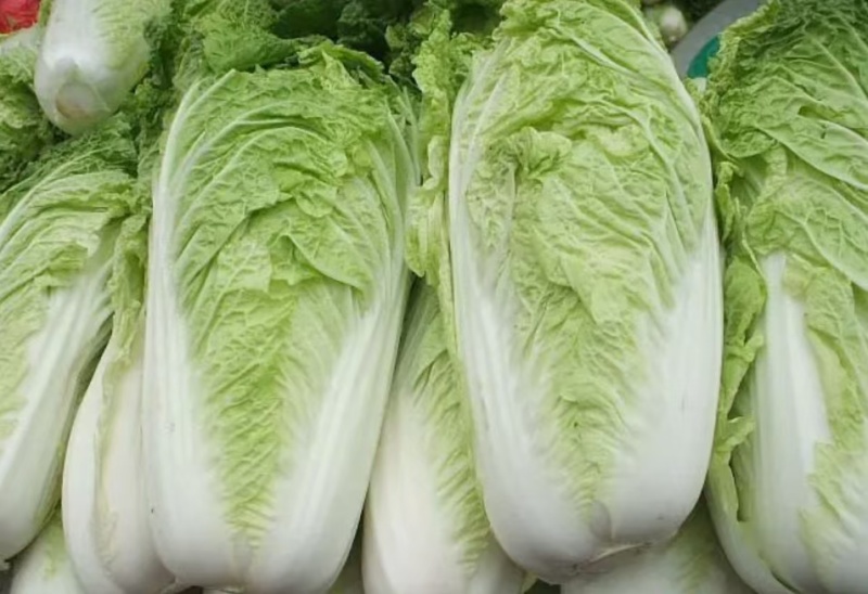 黄心白菜湖北高山白菜大量上市产地直发量大从优