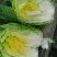 黄心白菜湖北高山白菜大量上市产地直发量大从优