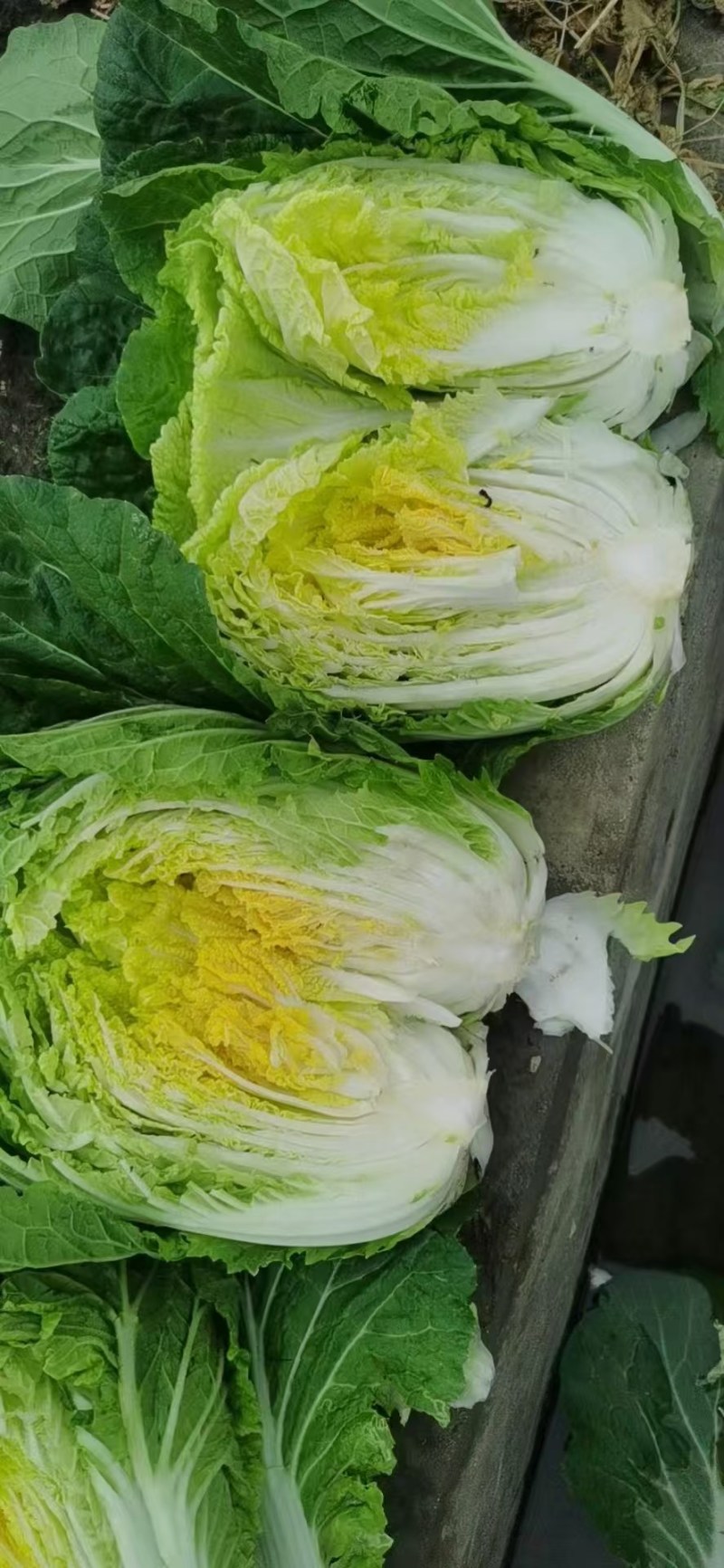 黄心白菜湖北高山白菜大量上市产地直发量大从优