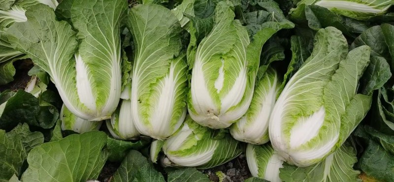 黄心白菜湖北高山白菜大量上市产地直发量大从优