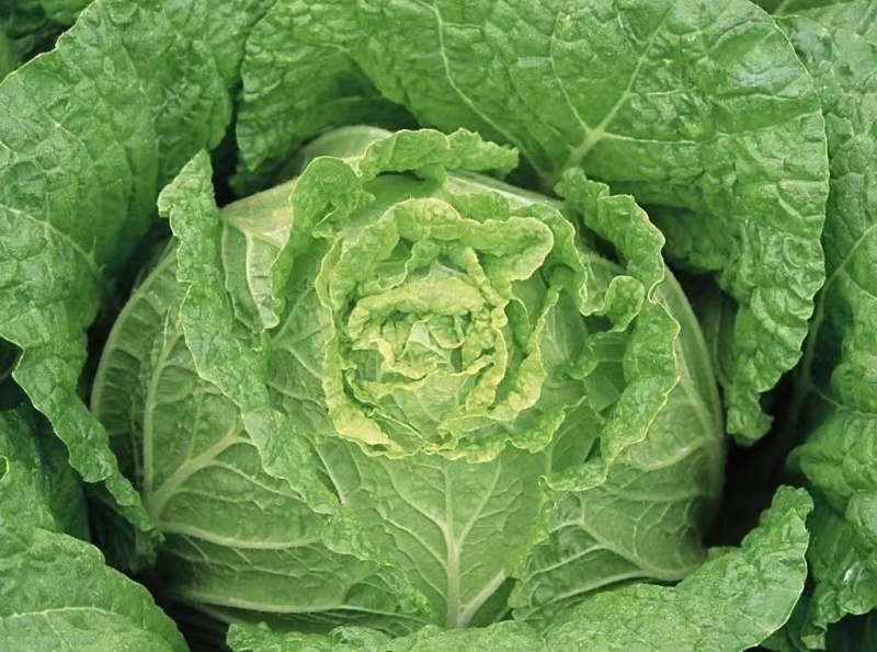 黄心白菜湖北高山白菜大量上市产地直发量大从优