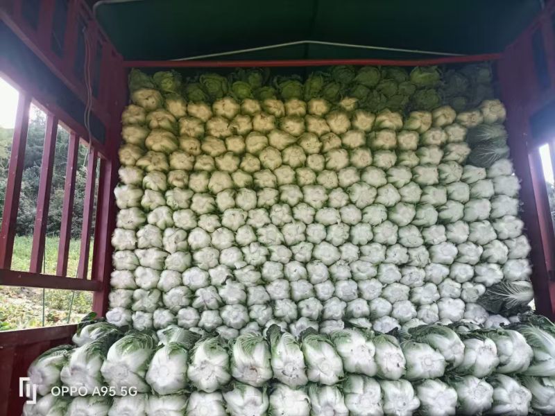 黄心白菜湖北高山白菜大量上市产地直发量大从优