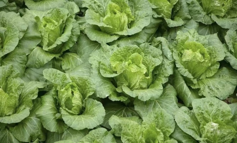 黄心白菜湖北高山白菜大量上市产地直发量大从优