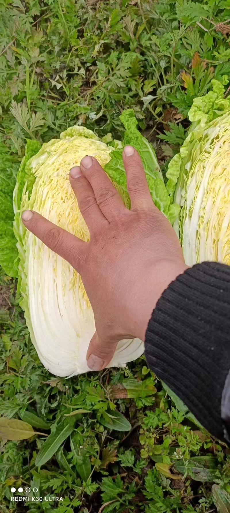 黄心白菜湖北高山白菜大量上市产地直发量大从优