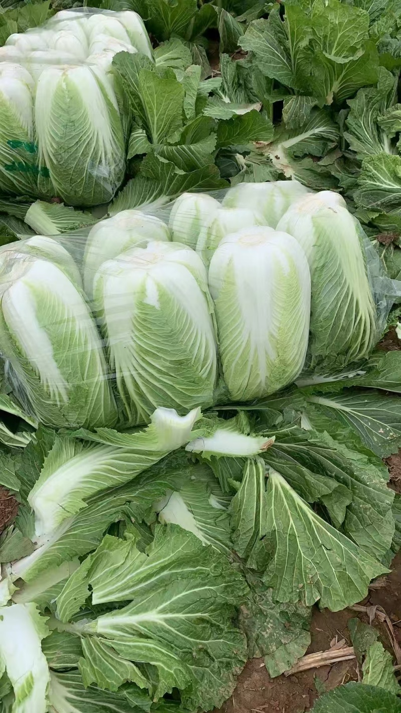 黄心白菜湖北高山白菜大量上市产地直发量大从优
