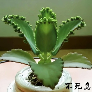 不死鸟多肉植物宽叶不死鸟落地生根老桩绿植盆栽花卉蕾丝公主