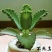 不死鸟多肉植物宽叶不死鸟落地生根老桩绿植盆栽花卉蕾丝公主