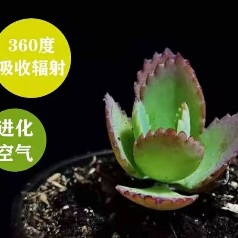 不死鸟多肉植物宽叶不死鸟落地生根老桩绿植盆栽花卉蕾丝公主