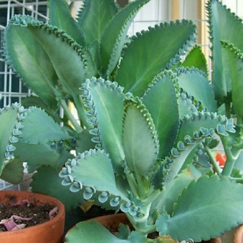 不死鸟多肉植物宽叶不死鸟落地生根老桩绿植盆栽花卉蕾丝公主