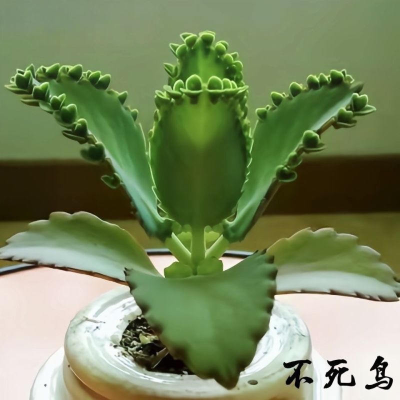 不死鸟多肉植物宽叶不死鸟落地生根老桩绿植盆栽花卉蕾丝公主