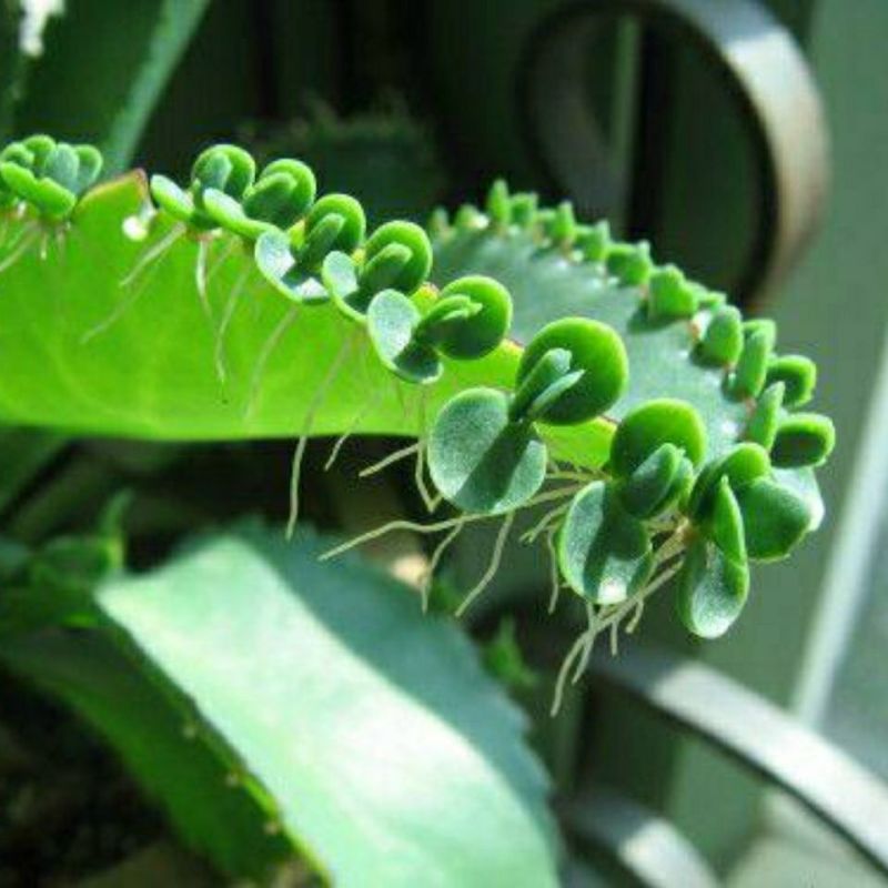 不死鸟多肉植物宽叶不死鸟落地生根老桩绿植盆栽花卉蕾丝公主