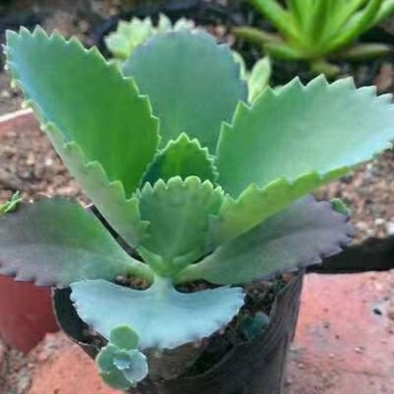 不死鸟多肉植物宽叶不死鸟落地生根老桩绿植盆栽花卉蕾丝公主