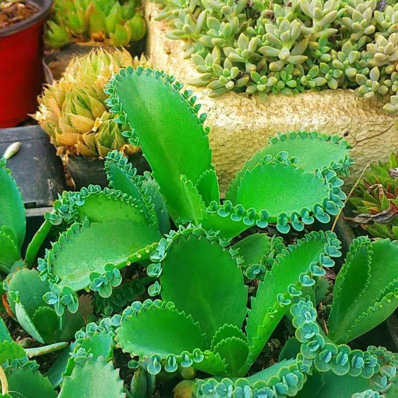 不死鸟多肉植物宽叶不死鸟落地生根老桩绿植盆栽花卉蕾丝公主