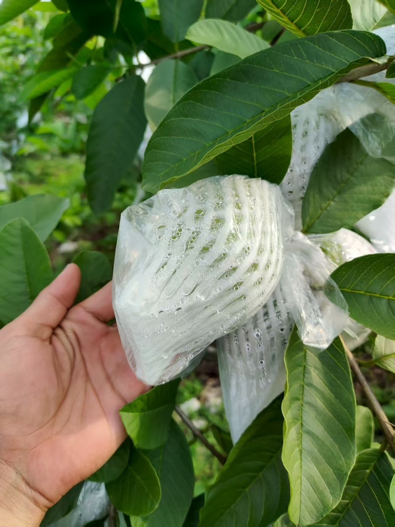 西瓜红番石榴