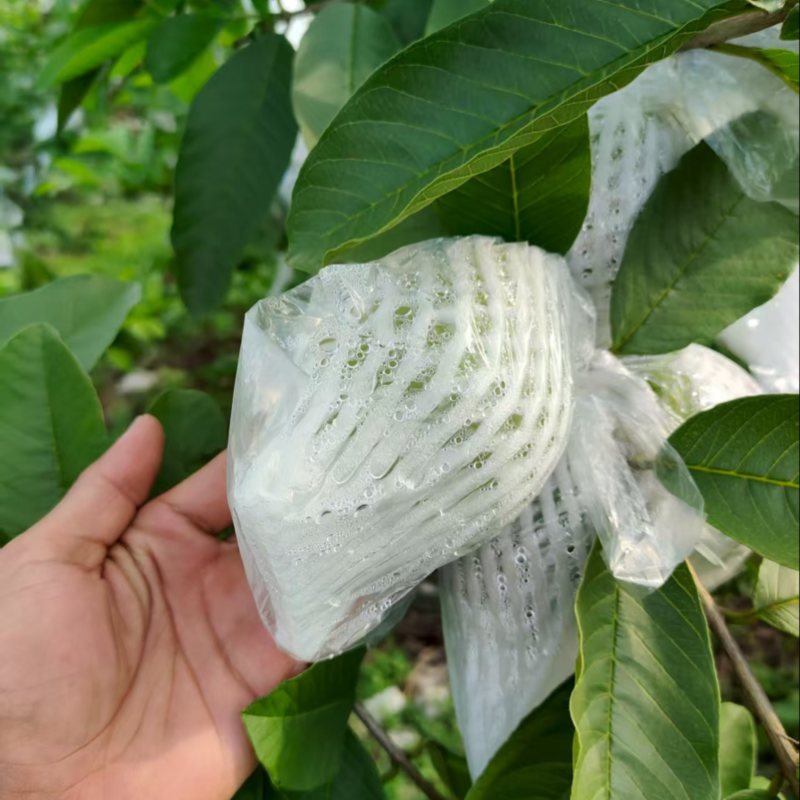 西瓜红番石榴
