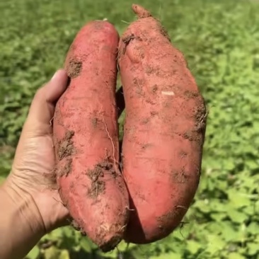 红密薯新鲜现挖返密地瓜原产地直发货源充足品质保证！