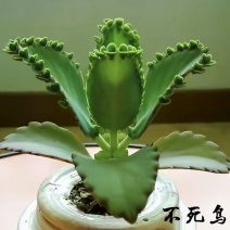不死鸟多肉植物宽叶不死鸟落地生根老桩绿植盆栽花卉蕾丝公主桌摆