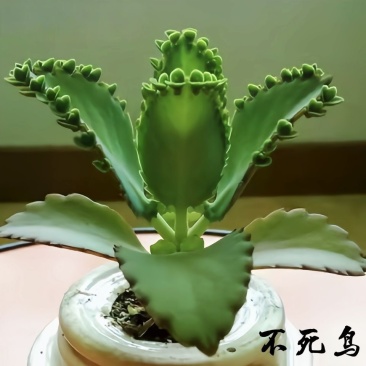 不死鸟多肉植物宽叶不死鸟落地生根老桩绿植盆栽花卉蕾丝公主桌摆