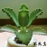 不死鸟多肉植物宽叶不死鸟落地生根老桩绿植盆栽花卉蕾丝公主桌摆